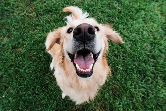 A happy dog ready for a walk