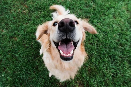 A happy dog ready for a walk
