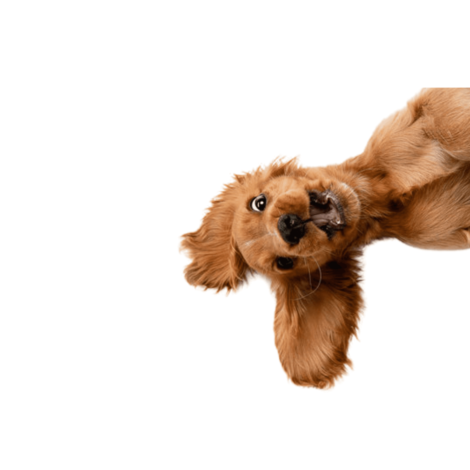 Happy golden cocker spaniel