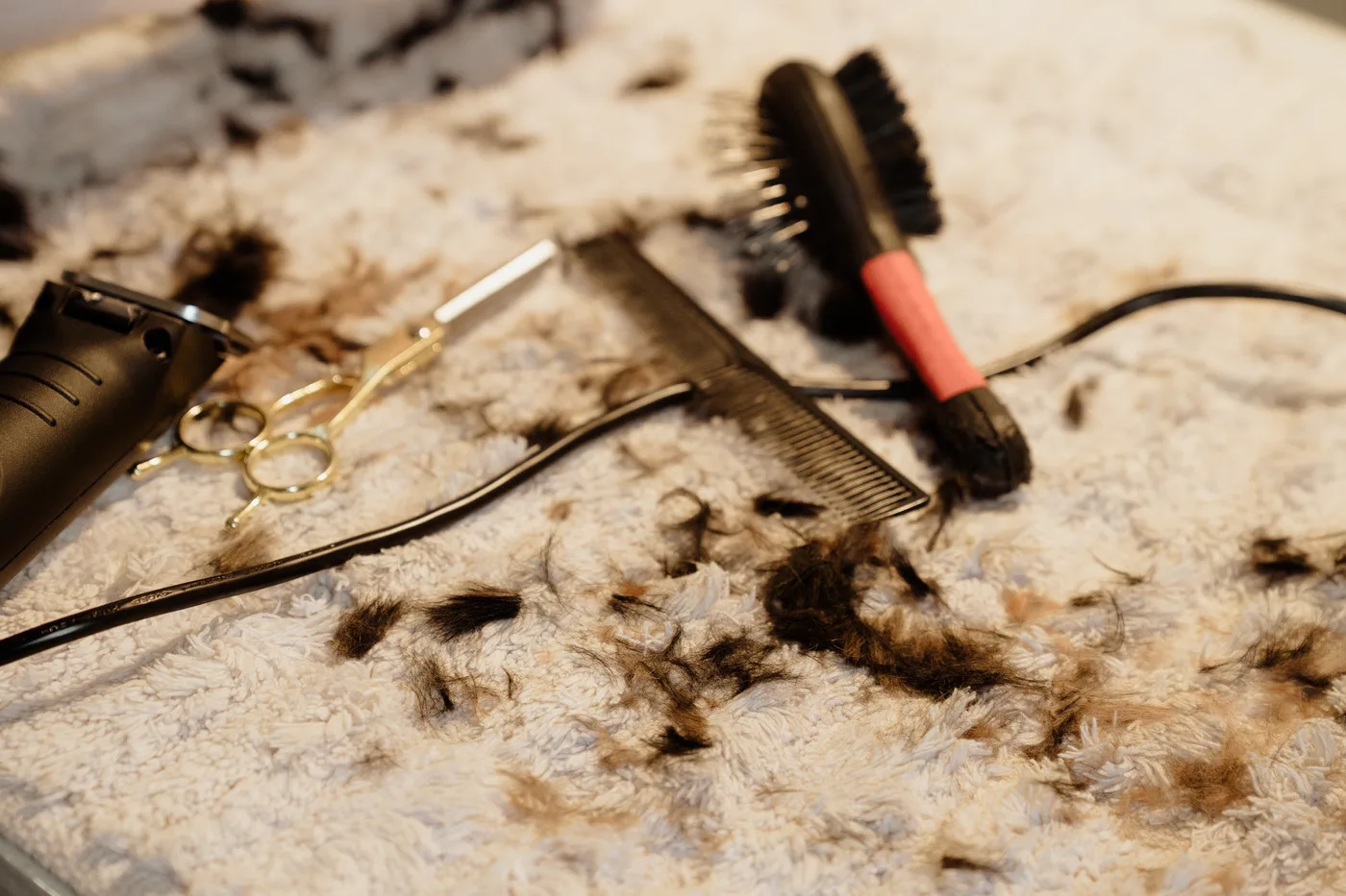 Clippers and brush mid-groom