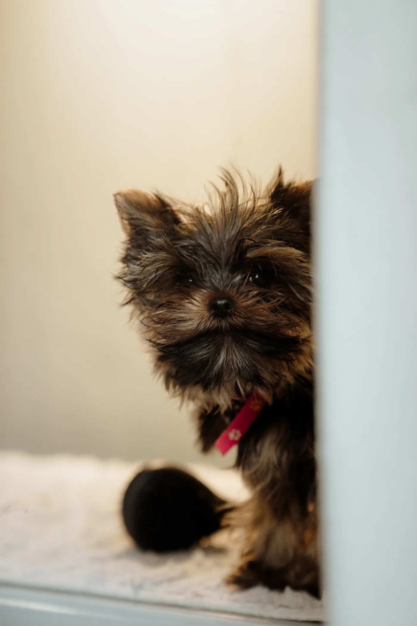 Portrait of a Yorkie with a freshly fluffed coat