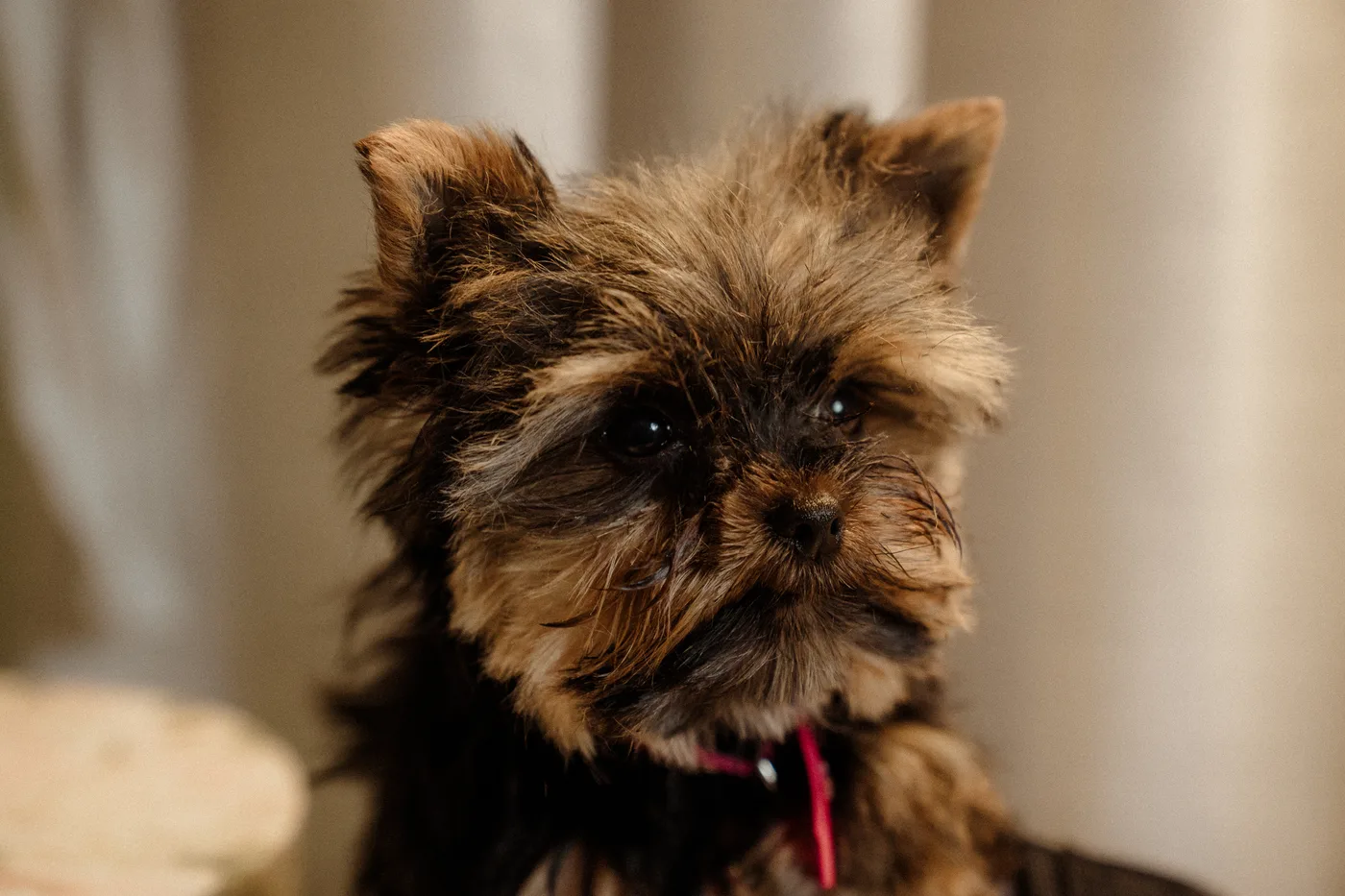 A beautifully finished Yorkie
