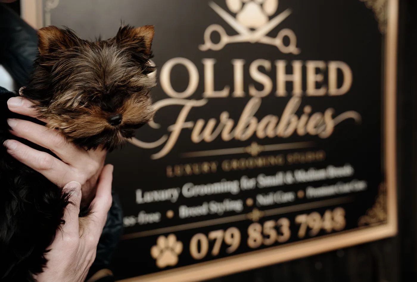 A beautifully groomed pet at Polished Furbabies